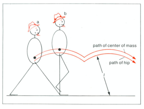 A biomechanical diagram